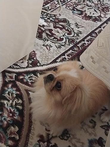 pekines it satisi: Pekines, 1 il, Erkek, Cütləşmə üçün, Pulsuz çatdırılma — 6