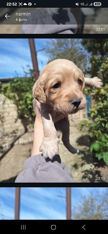 Koker spaniyel, Peyvəndli