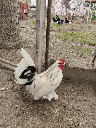 Pişiklər: Yaponka xoruz, ayağı lələkli, daş pipik, 1 illik, vaksini vurulub. 20 — 7