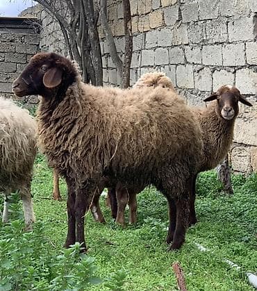 Digər heyvanlar: Sağlam quzu satılır damazlığa dəyər — 1