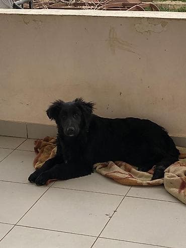 it sahiblenme: 5 ay, Dişi — 3