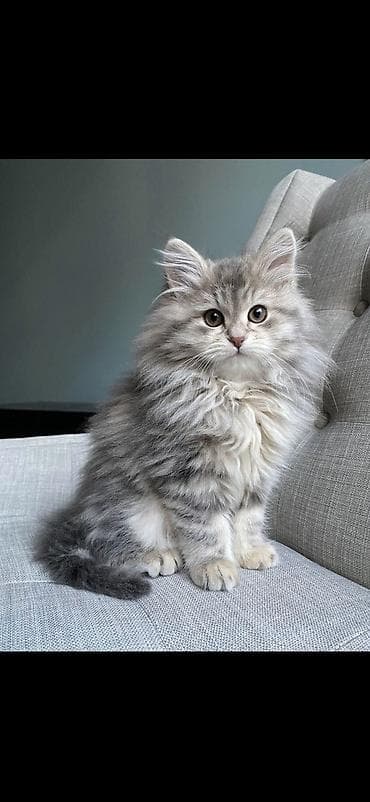 Pişik - Atası MEYN KUN. Anası scottish. dişidir 6 ayı olacaq tuku