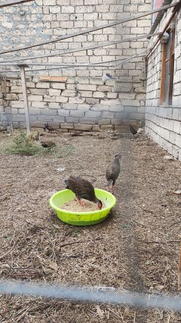 geref quşu: Toyuq, Damazlıq — 4