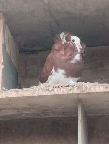 ingilis setteri it cinsinin adi: Salam adi yakabindi 5denedir 2sin 50manata verirem 3erkey 2disi qalib — 3