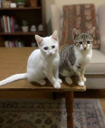 отдам котят в хорошие руки: Самец, Самка, В добрые руки — 6