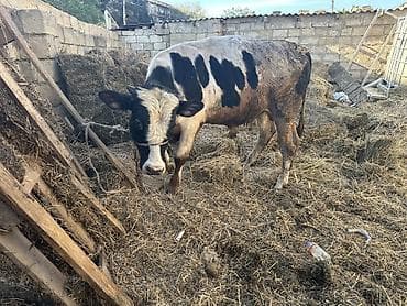 cins pisikler: Erkək Dana Etlik satilmir Hec km narahat etmesin zehmet olmasa — 7