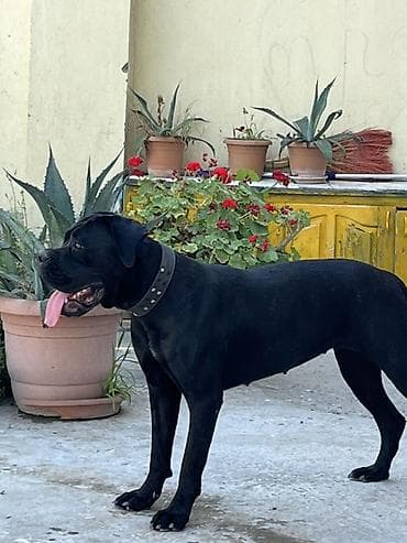 Kane-Korso, 10 ay, Dişi, Peyvəndli, Ünvandan götürmə, Ödənişli çatdırılma