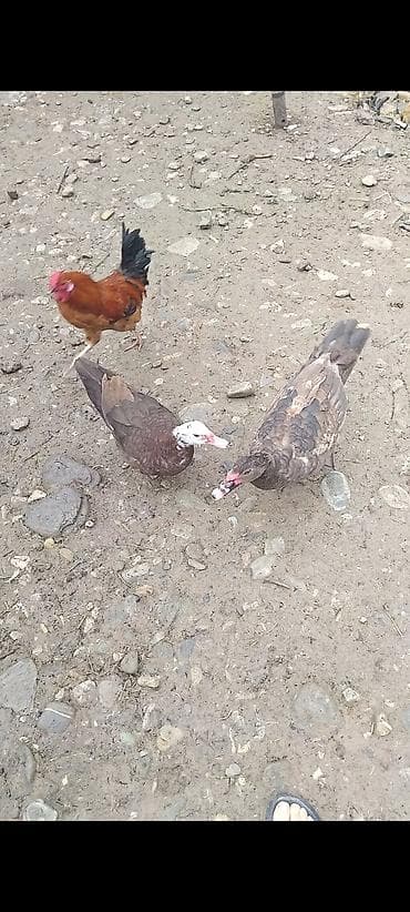 qus sesleri: Muscovy ördəkləri (iki baş) - Növ: Muscovy (hindi ördəyi kimi də — 2