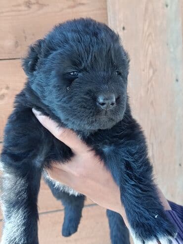 it davası: Alabay, Peyvəndli — 1