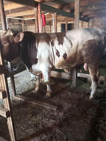 it satilir ucuz: Qurbanlığa yaralı super dana satılır kəsgi ilə16manat ayaq üsdü diri — 2
