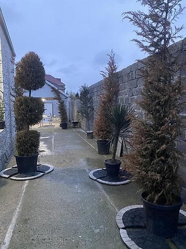 sekas agaci: Dekorativ bağ bitkiləri və landşaft tərtibatı üçün həllər - Qapalı — 6