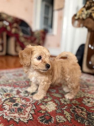 en ucuz itler: Malta bolonka, 2 ay, Dişi, Peyvəndli, Ünvandan götürmə, Pulsuz çatdırılma — 2