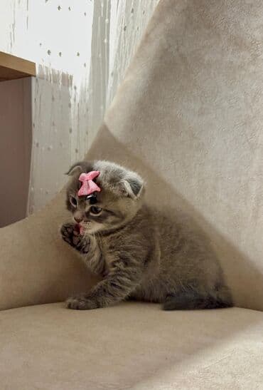 где продаются кошки: Шотладская вислоухая, В добрые руки — 4