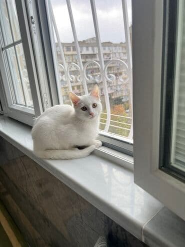 pulsuz pişik: Erkək, Yaxşı əllərə — 2