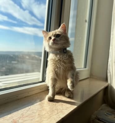 dan: Sibir, Erkək, Yaxşı əllərə, Ünvandan götürmə, Ödənişli çatdırılma — 1