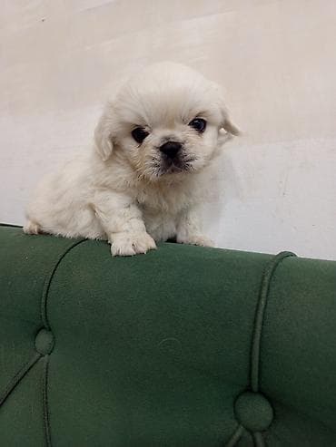 İtlər: Pekines — 3
