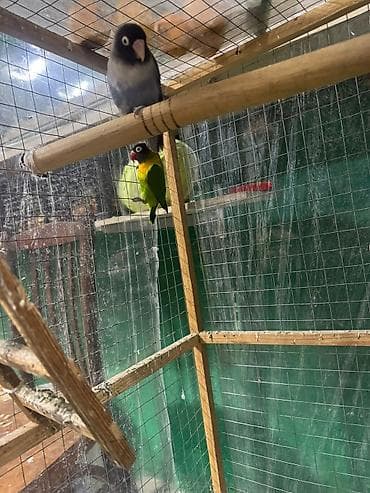 Quşlar: Məhsul: Sevgi quşları (Agapornis) Ünvan. 4 mkr dairəsi Təsvir: - — 8