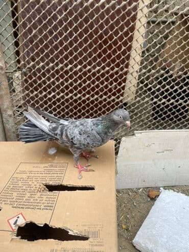 arpa bugda: Boz-mərməri naxışlı ev göyərçini - Rəng: qarışıq boz/mərməri ləkəli — 1