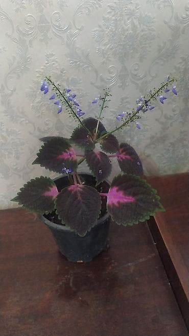 Rəngarəng kolеus (Coleus) – dekorativ yarpaqlı otaq bitkisi - Qabı lalafo.az -da Rəngarəng kolеus (Coleus) – dekorativ yarpaqlı otaq bitkisi - Qabı