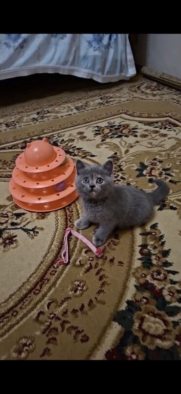 sotland pişik: 50 ile 250 arasi cins saf qan saqlam pisiklerimiz var unvana — 5