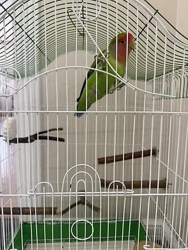 quş qəfəs: Məhsul: Dalmatian agapornis (lovebird) və qəfəs komplekti Təsvir: - — 1