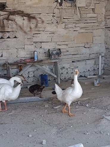 Məhsul: Qaz və ördək sürüsü Təsvir: - Şəkillərdə ağ rəngli qazlardan — 6