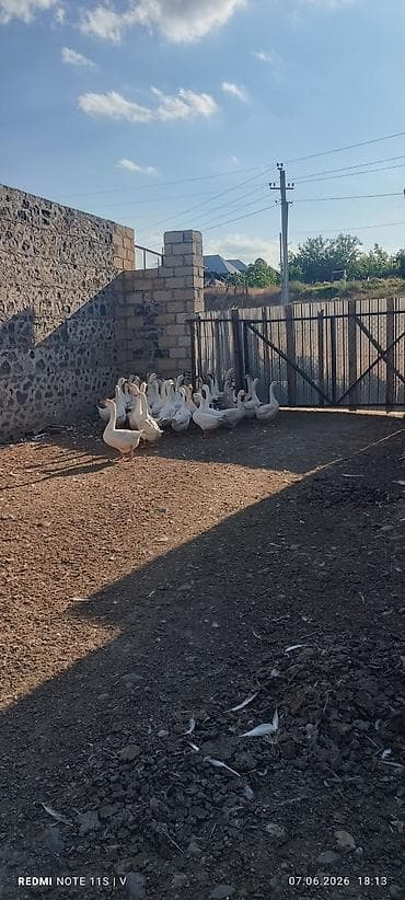 kend çolpası: Ağ qaz sürüsü satılır. - Şəkillərdə gördüyünüz kimi eyni həyətdə — 1