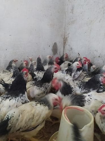 heyvan satisi sayti: Toyuq, Ətlik — 2