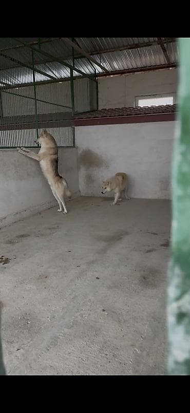 it yemleri: Cütləşmə üçün — 2