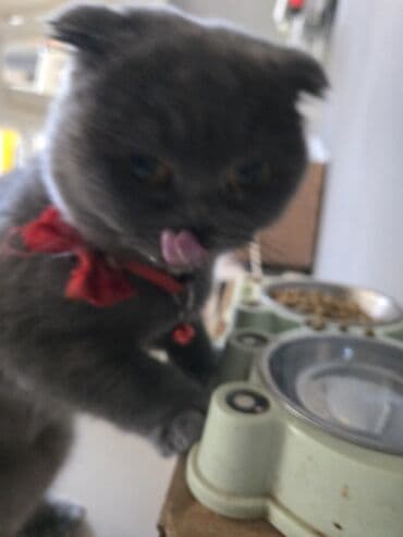 sfinks pişik qiymeti: Şotland yastı qulaq, Dişi, Yaxşı əllərə, Ünvandan götürmə, Ödənişli çatdırılma — 3