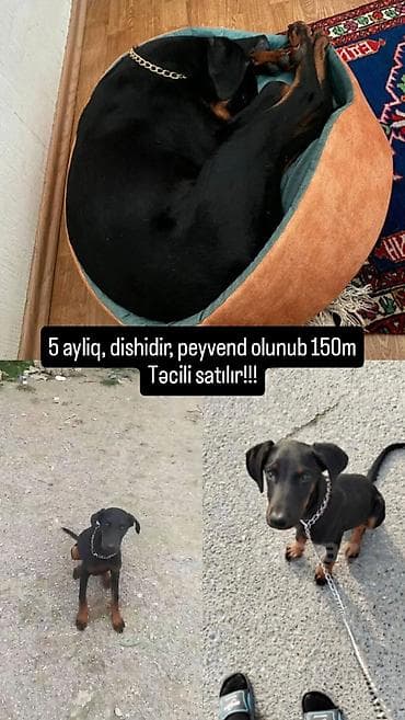 pitbull itleri: Doberman, 5 ay, Dişi — 1