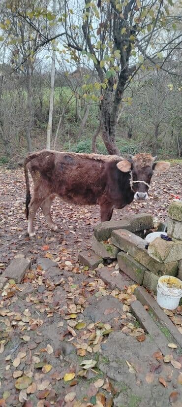 simmental inekler: Salam heyvan satlir unvan celilabad rayonu elaqe 0504845908 — 1