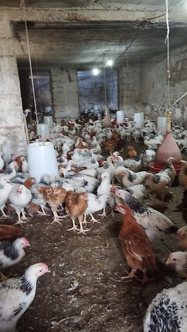 agilli yem qabi: 45 gunlukdu 1 kq diri çəkisi Təsvir: - Qapalı fermada bəslənən, sürü — 3