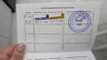 Птицы: Maltipu satılır 🐶 2 aylıq baladır.İt dişidir. baby face Peyvəndi var — 3