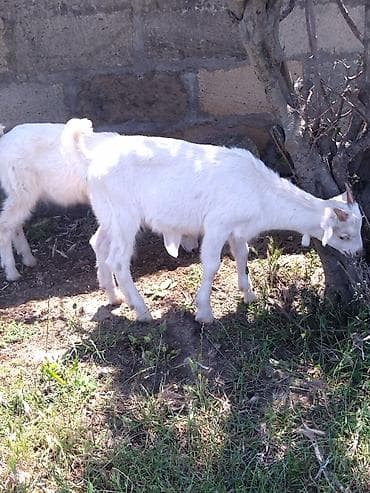 donuz balasi: Dişi, il: 2, Damazlıq, Ünvandan götürmə — 6