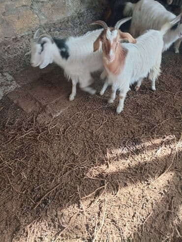 şotland pişiyi etibarlı əllərə verilir: Dişi, il: 1, 18 kq, Damazlıq — 10