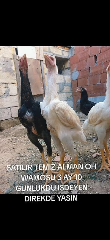 cins dana: Toyuq, Damazlıq — 4