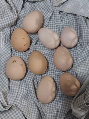 Salam seyzar firəng quşunun tam mayali yumurtasi satiram qiyməti biri