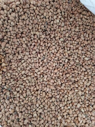 Məhsul: Qara noxud (black-eyed pea) – quru paxla növü Təsvir: - Xırda lalafo.az -da Məhsul: Qara noxud (black-eyed pea) – quru paxla növü Təsvir: - Xırda