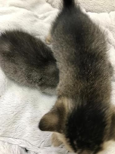 sort pişik: Şotland — 9