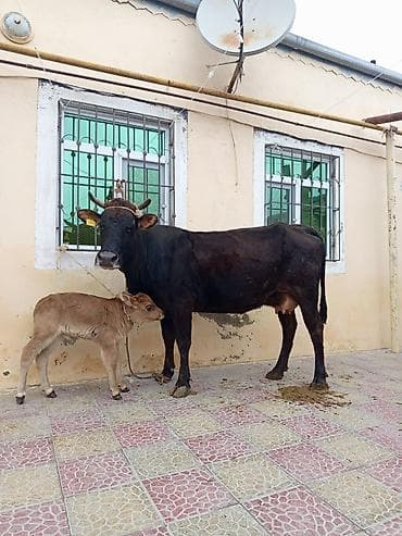 i̇nək: Dişi, il: 2, Südlük — 3