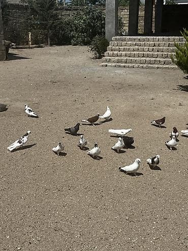 at satisi: 18 quşdu biri 5manatdan boynu güllülər var içində qırmızı baş qarabaşa — 5