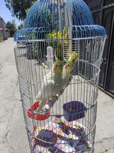 hələb kecilərin qiyməti: Korella Karella tutuqusu papuqay sevgi quşu nerazlucnik valnist 14 — 27