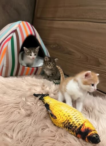 Britan yastı qulaq, Erkək, Dişi, Yaxşı əllərə, Ödənişli çatdırılma