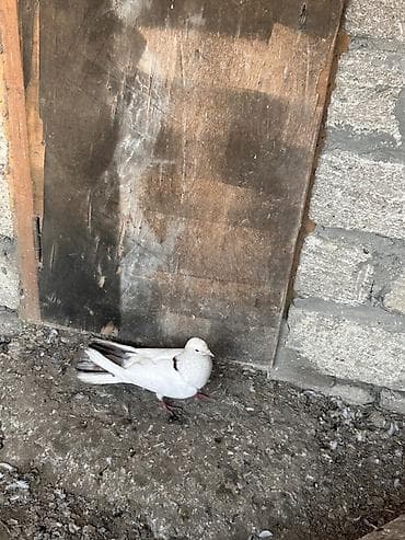 amadin qusu: Ağ rəngli göyərçinlər - Növ: ev göyərçini - Rəng: əsasən ağ, quyruq — 1