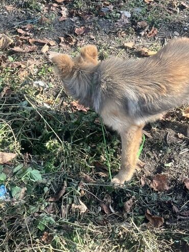 İtlər: 3 ay, Erkek — 3