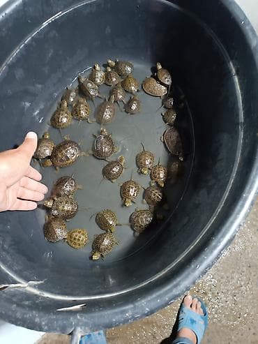 heyvan per page 40: Su tısbağaları – balaca ölçülü, dekorativ naxışlı - Akvaterrarium və — 1