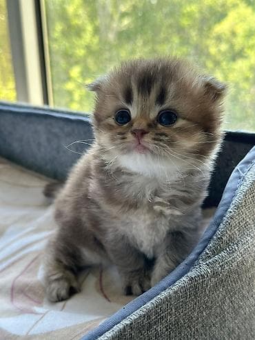 pisi: Şirin balaca pişik balaları - Cins: (vizual olaraq) qısa burunlu — 2