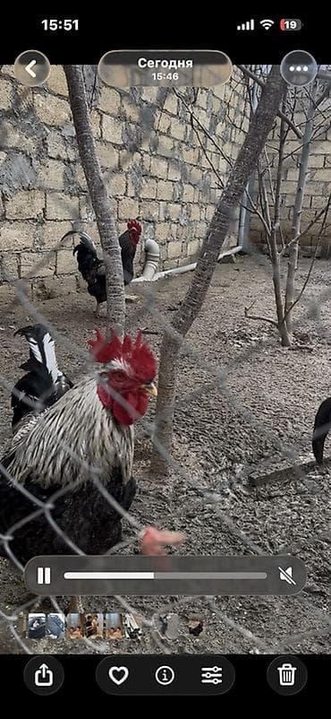 Qara xoruz 50 azn Çilli xoruz cutu 60 Çilli xoruz tek 35 azn Barter