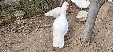 Gəmiricilər: Dişi, | Lal ördək, Damazlıq, Ünvandan götürmə — 1